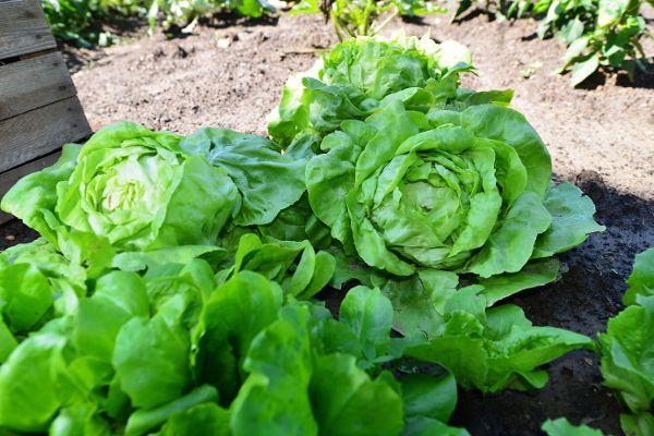 Kopfsalat